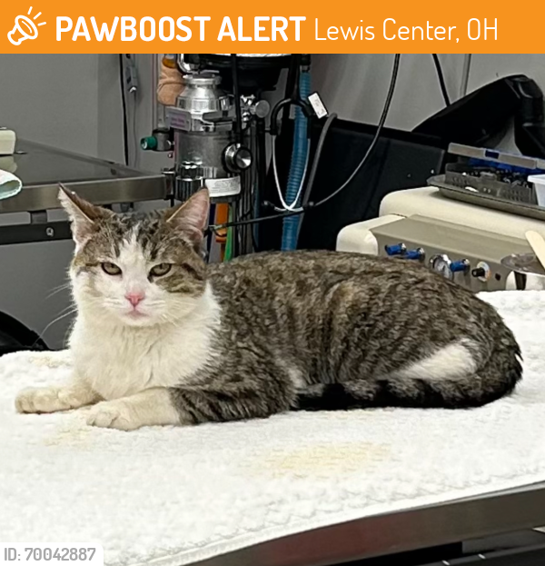 Lewis Center, OH Stray Male Cat Found Near S.R.23 N. & Walnut Blvd (Worthington Arms Mobile Park