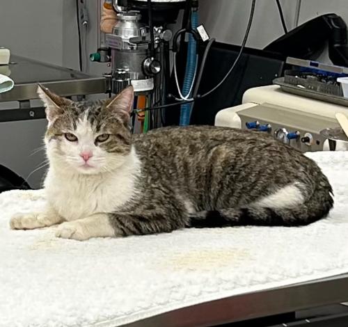 Found/Stray Male Cat last seen S.R.23 N. & Walnut Blvd (Worthington Arms Mobile  Park), Lewis Center, OH 43035