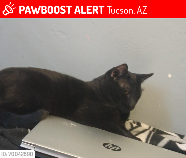 Lost Male Cat last seen Niagara St and St Clair , Tucson, AZ 85745