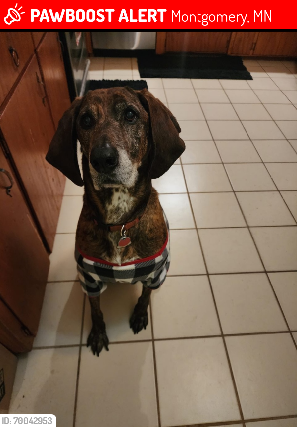 Lost Male Dog last seen Near Kanabec Ave. and 130th St. W. near the cty line of LeSueur Cty and Rice Cty, Montgomery, MN 56069
