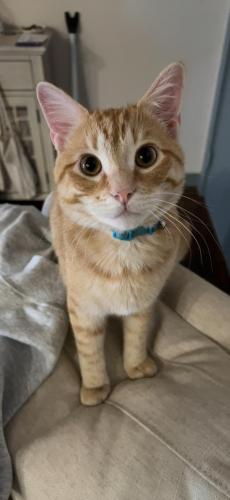 Lost Male Cat last seen Very close to Marshall’s and neighborhood park, Conroe, TX 77304