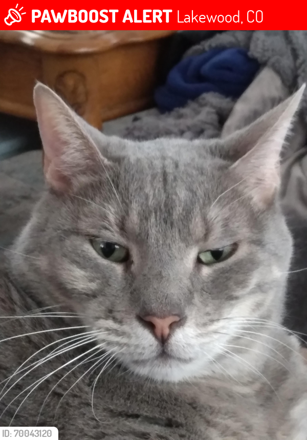 Lost Male Cat last seen Mississippi and Pierce , Lakewood, CO 80232