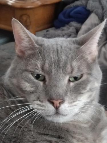 Lost Male Cat last seen Mississippi and Pierce , Lakewood, CO 80232