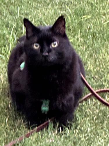 Lost Male Cat last seen Magdalena & Meriwether St., Las Cruces, NM 88007