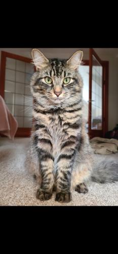 Lost Male Other last seen Crescent ave , Chelsea, MA 02150