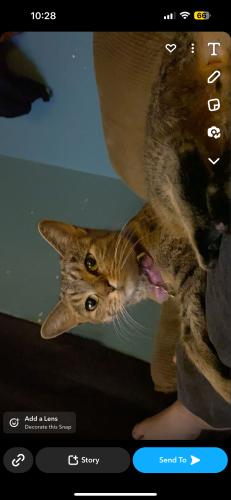 Lost Female Cat last seen 31st ave and bell rd, Phoenix, AZ 85053