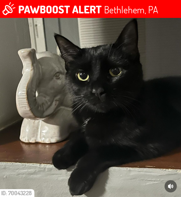 Lost Female Cat last seen Wistar st Bethlehem PA, Bethlehem, PA 18015