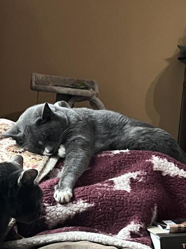 Lost Male Cat last seen Lawson and Deer Meadows, Union County, NC 28173