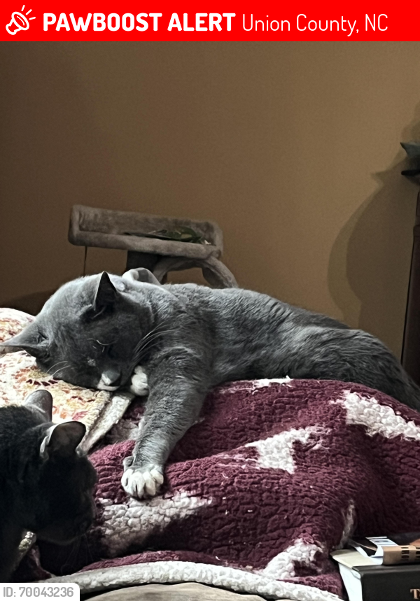 Lost Male Cat last seen Lawson and Deer Meadows, Union County, NC 28173