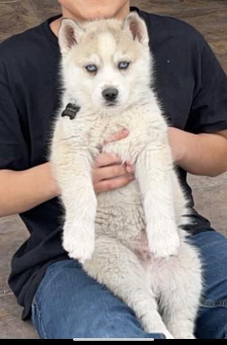Lost Male Dog last seen Near Yukon rd and Kermit hwy or sierra and 57th, Odessa, TX 79764