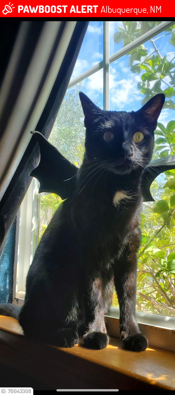 Lost Female Cat last seen Academy and Wyoming , Albuquerque, NM 87109