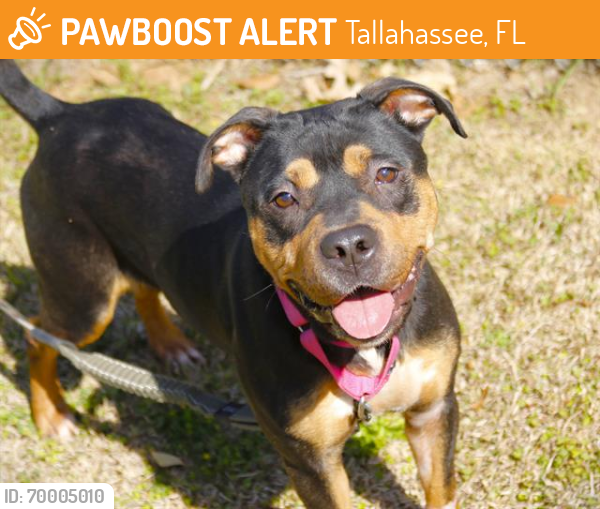 Shelter Stray Female Dog last seen Near BLOCK SPRINGHILL RD, TALLAHASSEE FL 32305, Tallahassee, FL 32311