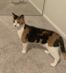 Lost Female Cat last seen Near Meadow Lake Street, Antioch, CA 94531