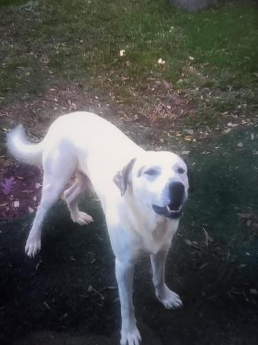 Lost Male Dog last seen Walnut avenue, Dalton, GA 30721