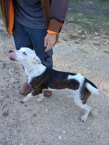 Lost Male Dog last seen Purgatory road and 306 , New Braunfels, TX 78132