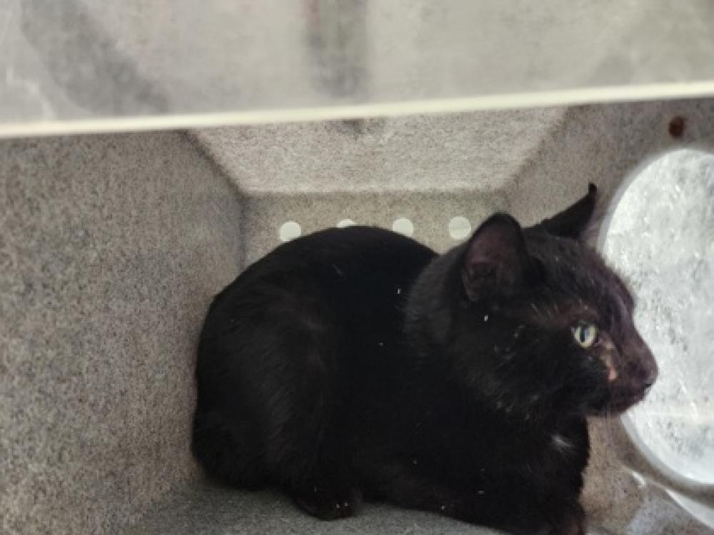 Shelter Stray Male Cat last seen Falls Church, VA 22042 Stuart Drive, Fairfax County, VA, Fairfax, VA 22032