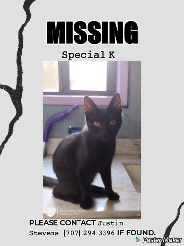 Lost Female Cat last seen By Motel 6 in Rohnert Park , Rohnert Park, CA 94928