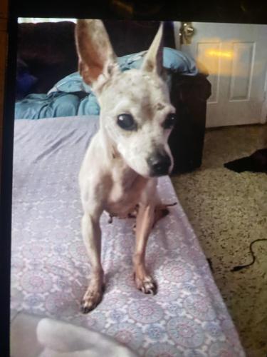 Lost Female Dog last seen Arthur ave , Lehigh Acres, FL 33936
