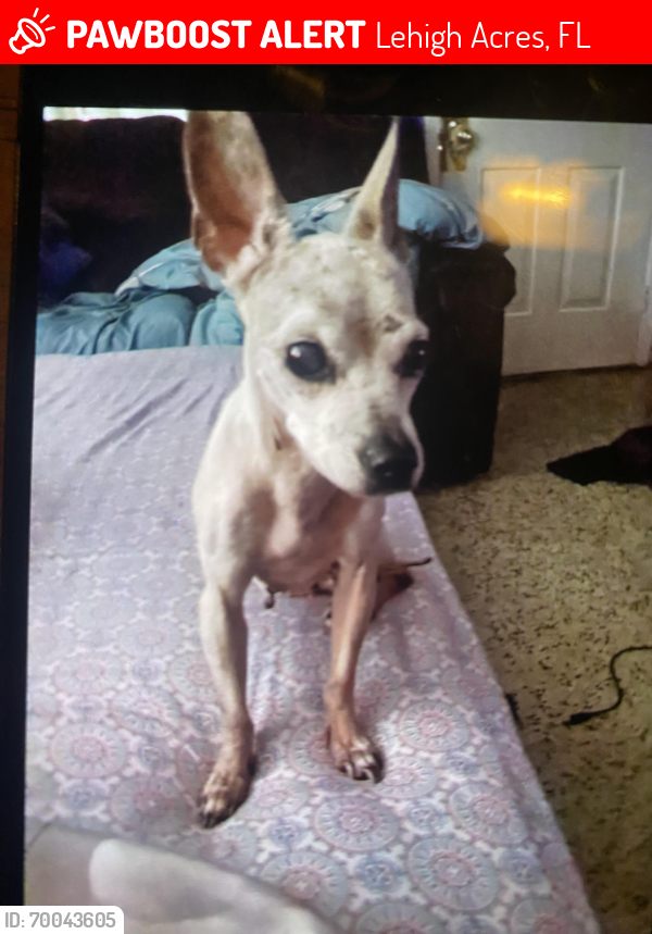 Lost Female Dog last seen Arthur ave , Lehigh Acres, FL 33936