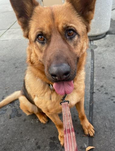 Lost Male Dog last seen Parrott and Washington in San Leandro, San Leandro, CA 94577