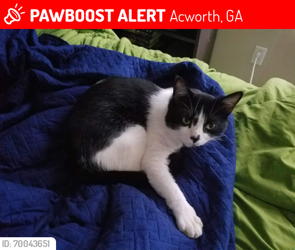 Lost Male Cat last seen The end of arbor view road at rhe roundabout, Acworth, GA 30101