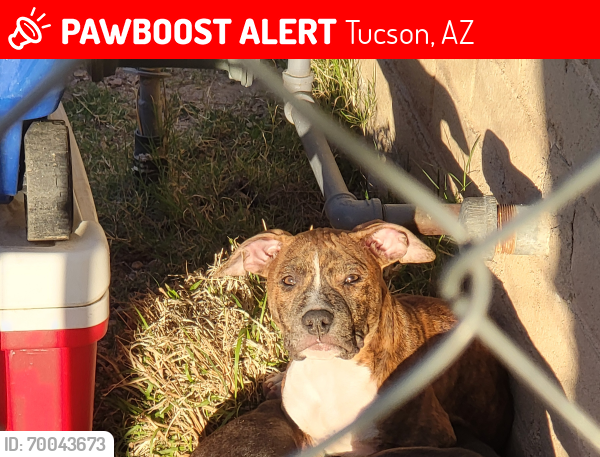Lost Male Dog last seen In A mountain neighborhood. On via el Ora San Juan , Tucson, AZ 85713