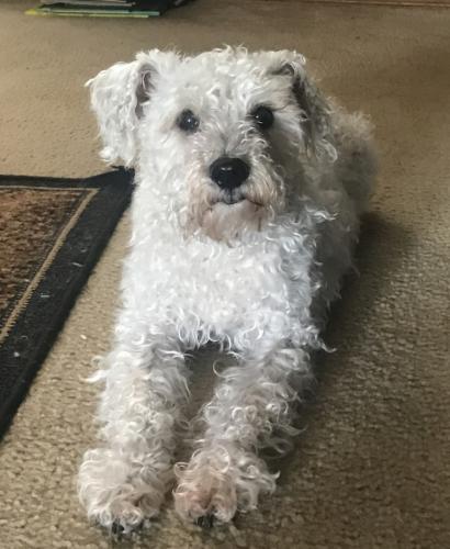 Lost Female Dog last seen Waterscape addition near Morse reservoir , Noblesville, IN 46062