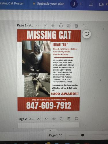 Lost Female Cat last seen Bell.   And.   Collier , Land O' Lakes, FL 34639