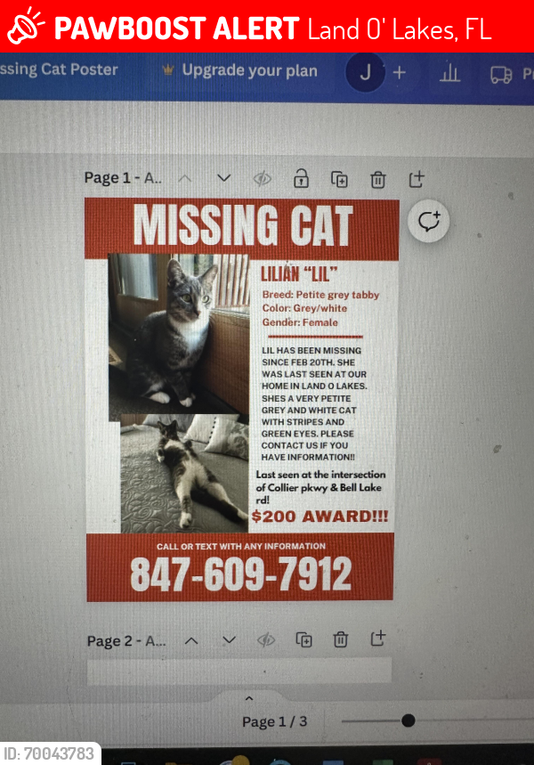Lost Female Cat last seen Bell.   And.   Collier , Land O' Lakes, FL 34639