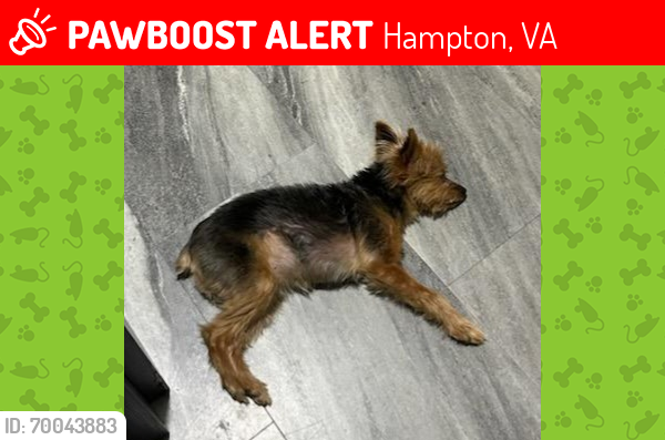 Lost Male Dog last seen Custer CT and Big Bethel Rd, Hampton, VA 23666