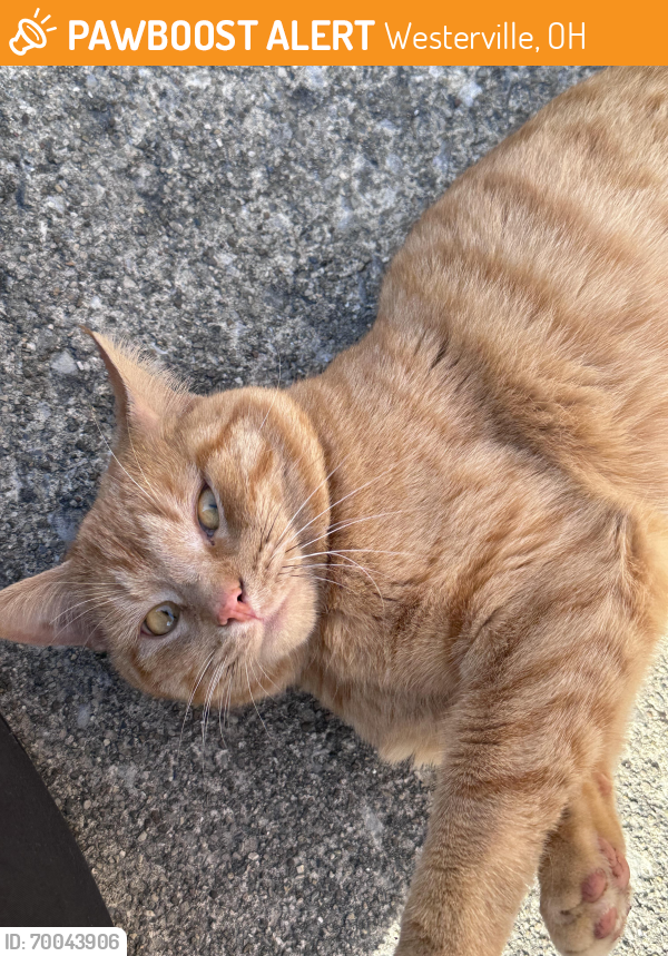 Found/Stray Male Cat last seen Uptown Westerville, Westerville, OH 43081