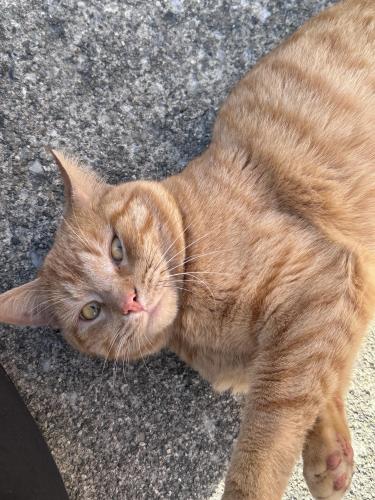 Found/Stray Male Cat last seen Uptown Westerville, Westerville, OH 43081