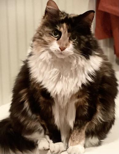 Lost Female Cat last seen Donegal Court and Pine Valley Club Drive , Charlotte, NC 28277