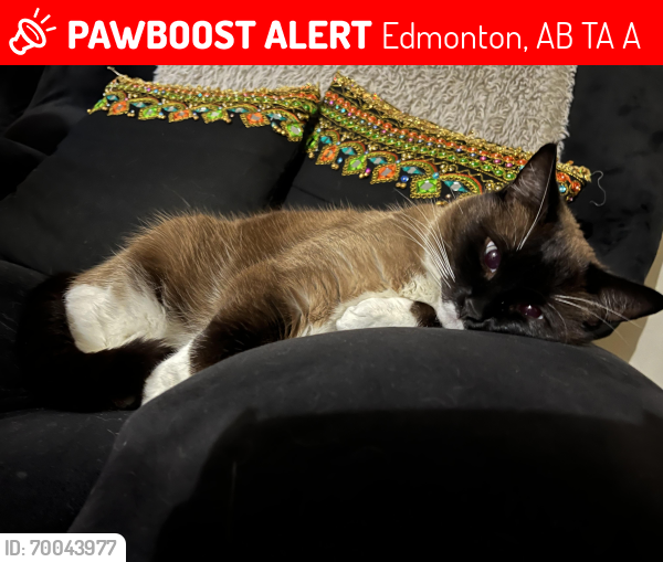 Lost Female Cat last seen Belvedere school, Edmonton, AB T5A 1A4
