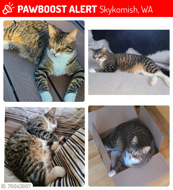 Lost Male Cat last seen Stevens Pass Ski Resort - Lot 3, Skykomish, WA 98288