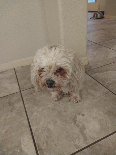Lost Male Dog last seen Guillermo frias , El Paso, TX 79934