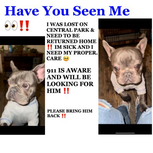 Lost Male Dog last seen Hebard, Rochester, NY 14605