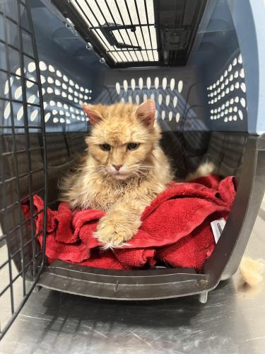 Lost Male Cat last seen Harps Crossing Subdivision , Fayette County, GA 30215