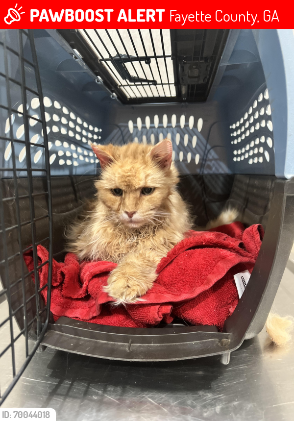 Lost Male Cat last seen Harps Crossing Subdivision , Fayette County, GA 30215