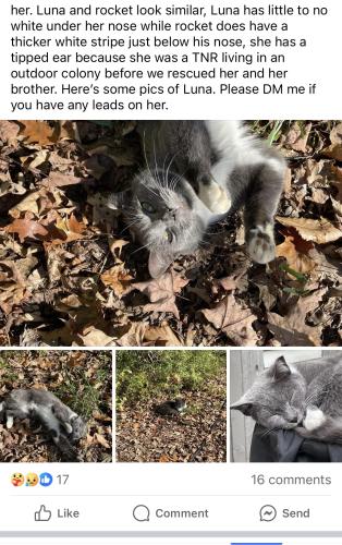 Lost Female Cat last seen North rd, Kensington, NH 03833
