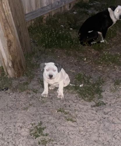 Lost Female Dog last seen SW 7th Pl Cape Coral FL 33914, Cape Coral, FL 33914