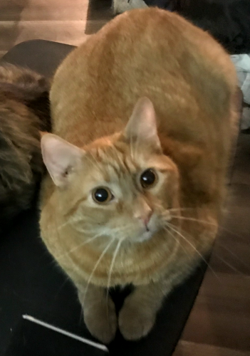 Lost Male Cat last seen The end of McKinney Rd, Buncombe County, NC 28787