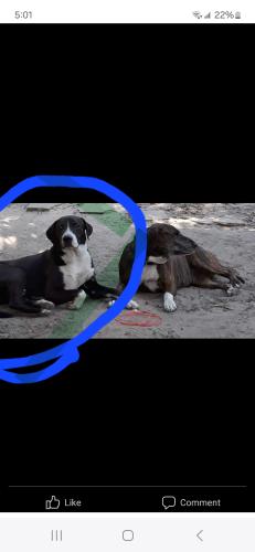 Lost Male Dog last seen Cedar ln and Levi rd, Willis, TX 77378