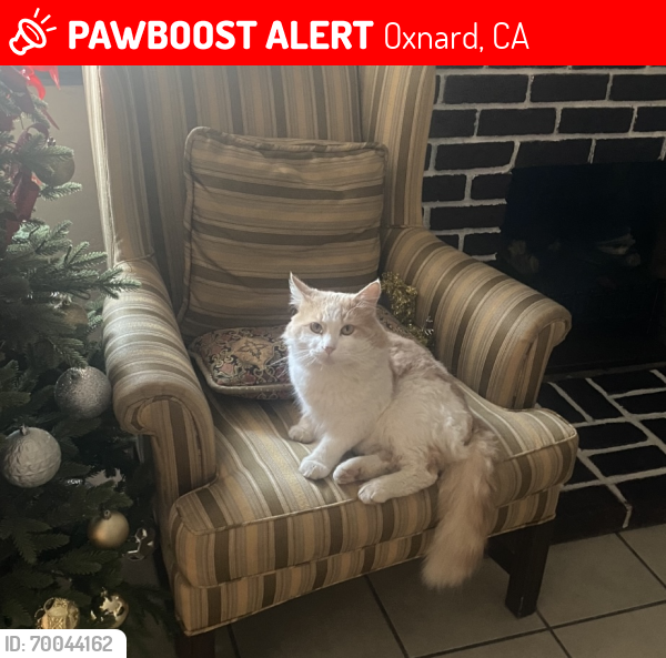 Lost Male Cat last seen Glenwood drive Oxnard , Oxnard, CA 93030