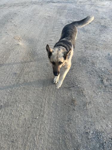 Lost Male Dog last seen San Pasqual Valley Road, Escondido, CA 92027