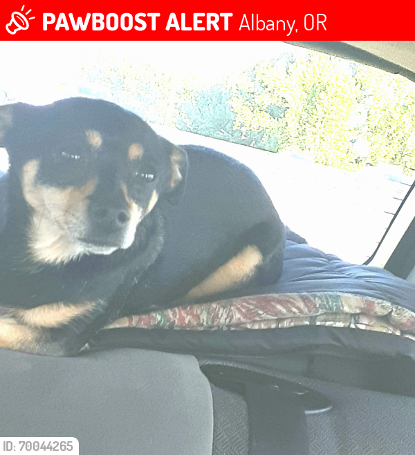 Lost Female Dog last seen Waverly drive, Albany, OR 97322
