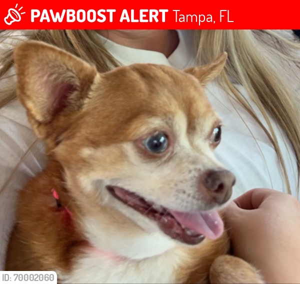 Lost Female Dog last seen Woodberry ests, Brandon Fl, Tampa, FL 33510