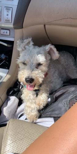 Lost Female Dog last seen East 209th Street, Noblesville, IN 46062
