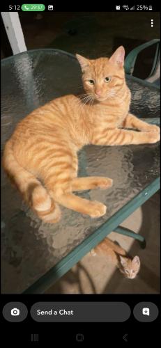 Lost Male Cat last seen Aggie flats at 1500 West Main Street in Tishomingo, OK, Tishomingo, OK 73460