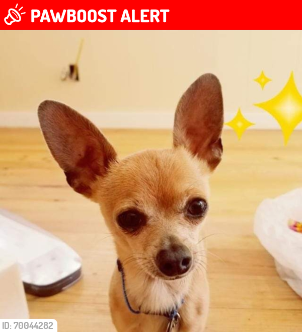 Lost Male Dog last seen Jetwing and Astrozon, Colorado Springs, CO 80916
